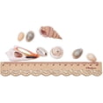 thumbnail image 4 of Mezcla de conchas Conchas artesanales grandes Conchas decorativas Conchas decorativas Caracoles decorativos Decoración marítima, 4 of 8