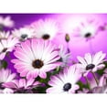 thumbnail image 3 of Frank, Assaf 18x15 Black Modern Framed Museum Art Print Titled - Osteospermum flowers, 3 of 5