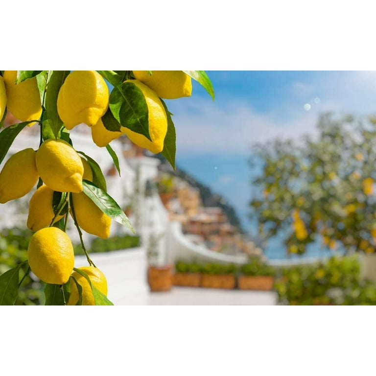 gemeiner efeu schimmel Tipps zur Pflege deiner Pflanze : Hedera Helix Wonder  PflanzenFuerAlle