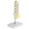 15CM Medical Human Lumbar Spine Demonstration Model Anatomical Model Lumbar Vertebrae Sacrum & Coccyx, for Science Classroom Study Display Teaching