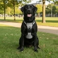 thumbnail image 6 of Nallwabiu No Pull Dog Harness Adjustable Vest with a Training Handle, Pocket, Easy to Put on & Take Off, With dog leash, 6 of 6