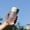 A, variant on Specollect Large Capacity Bottle - Double Wall Glass Portable Travel Mug - Water Bottle Diffuser Bottles Tea Cup for Loose Tea Flower Herbal
