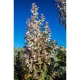 thumbnail image 2 of Plant Good Seed Clary Sage Seeds - 50 Seeds for Garden & Patio, 2 of 2