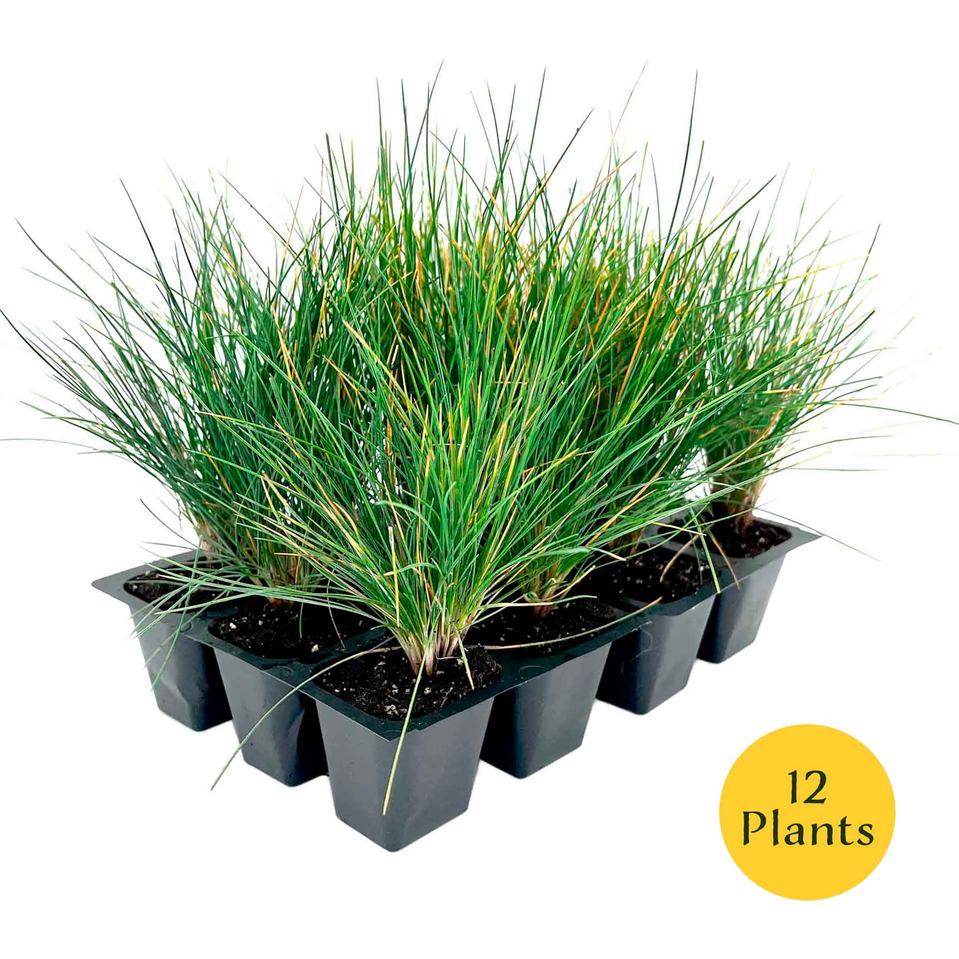 12 Elijah Blue Fescue – Compact Silvery-Blue Evergreen Ornamental Grass for Borders, Edging & Rock Gardens (Festuca ovina ‘Elijah Blue’) in 2.5” Cubes, Live Plants
