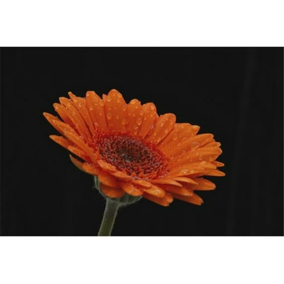 Posterazzi DPI12288009 Close Up of The Head & Stem of An Orange Gerbera Sprinkled with Raindrops Against A Black Background - London England 1 Poster Print by Nick Dale, 18 x 12