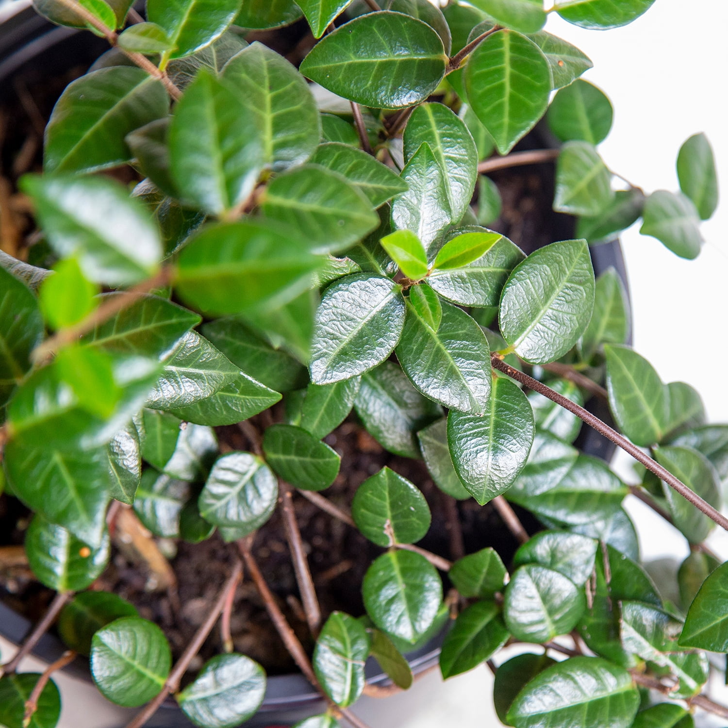 Expert Gardener Asiatic Jasmine - 54 Pack (3.25 In. Pots
