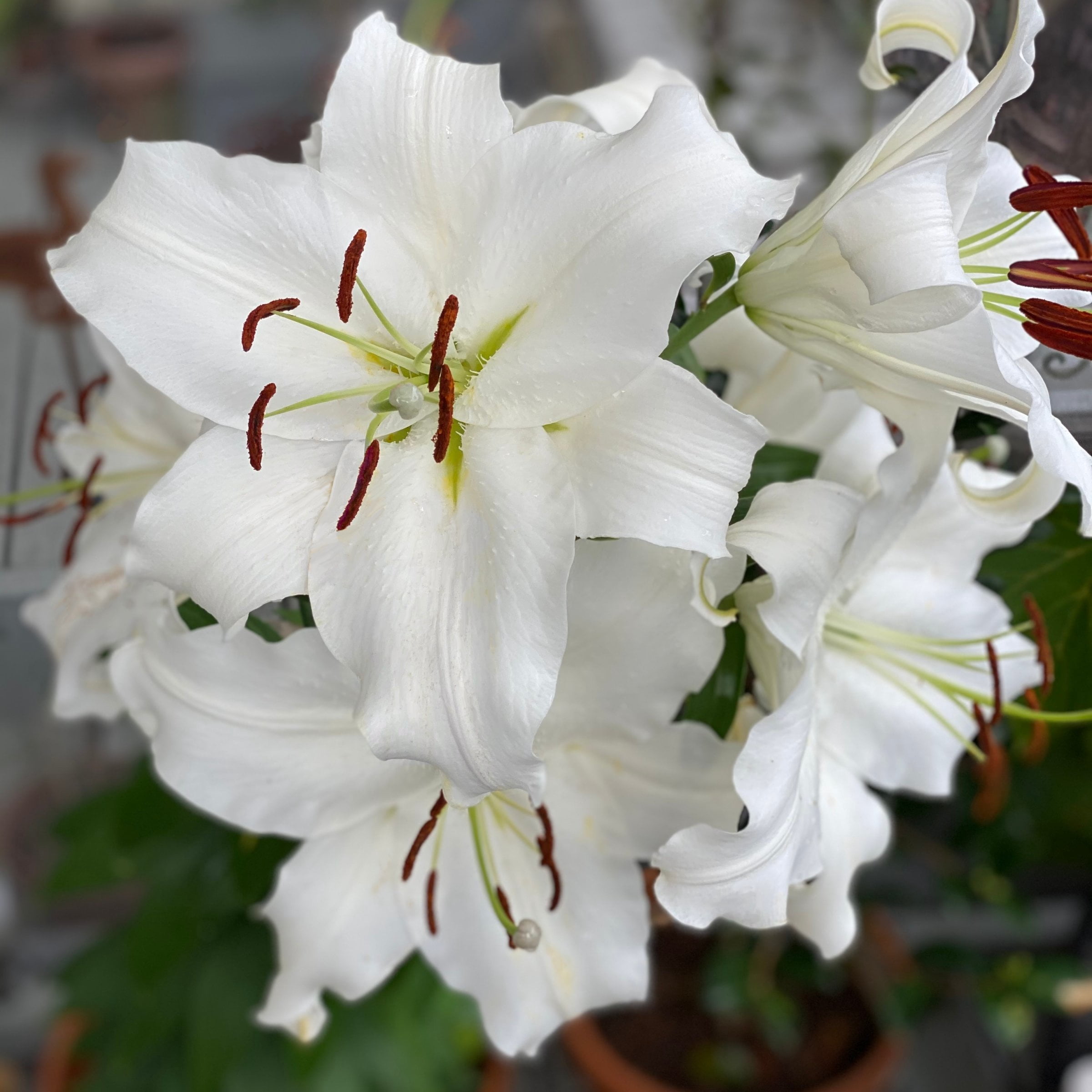 National Plant Network Lily Casa Blanca Bulbs (5-Pack)