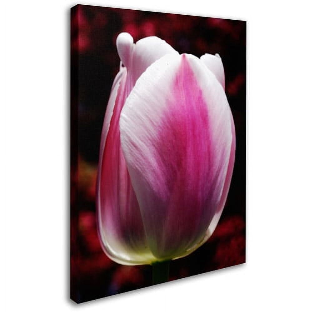 Trademark Fine Art "Perfect Pink and White Tulip" Canvas Wall Art by Kurt Shaffer