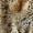 Beige Cream, variant on Manfei Tawny Leopard King Sheets, Black Spot Texture Bedding 4pcs (1 Flat Sheet, 1 Fitted Sheet and 2 Pillowcases)