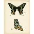 thumbnail image 2 of Vision Studio 26x32 Black Ornate Wood Framed with Double Matting Museum Art Print Titled - Butterfly Profile IV, 2 of 4