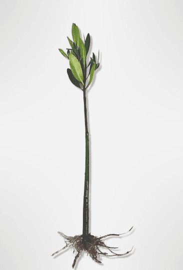 Red Mangrove (Rhizophora mangle) – Live Plant for Aquariums, Paludariums, Brackish & Saltwater Tanks