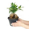 thumbnail image 2 of Ficus Ginseng (6"+ Minimalist Pot) - Bonsai Tree - Feng Shui Houseplants for Decoration - Live, Heathy, and Air-Purifying Indoor Plant, 2 of 7