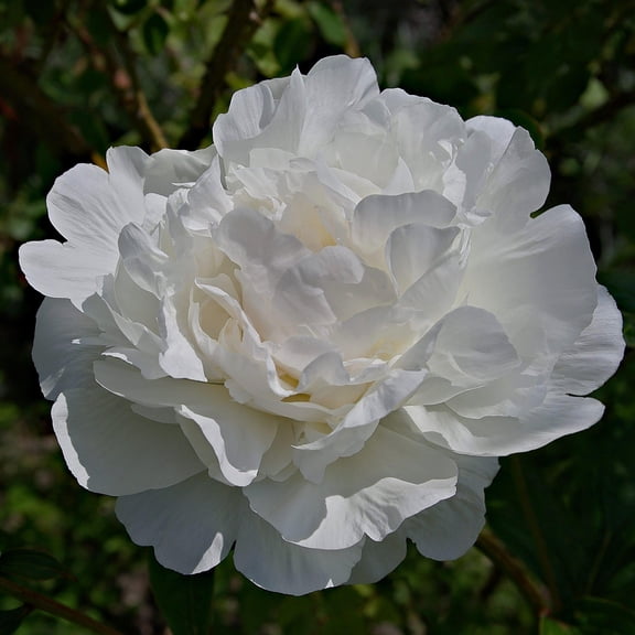 October Magic Ivory Camellia - 3 Gallon Pot, Evergreen Shrub, Partial Sun