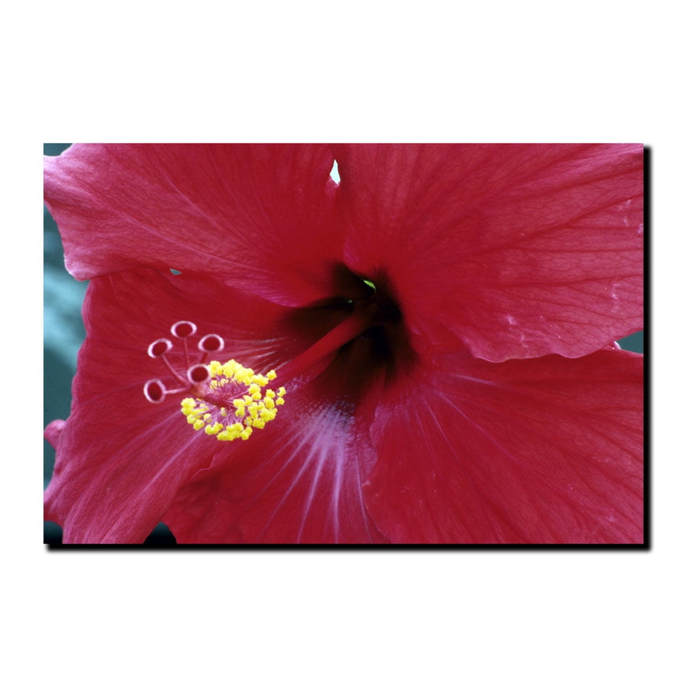 Trademark Art "Into The Hibiscus" by Kurt Shaffer