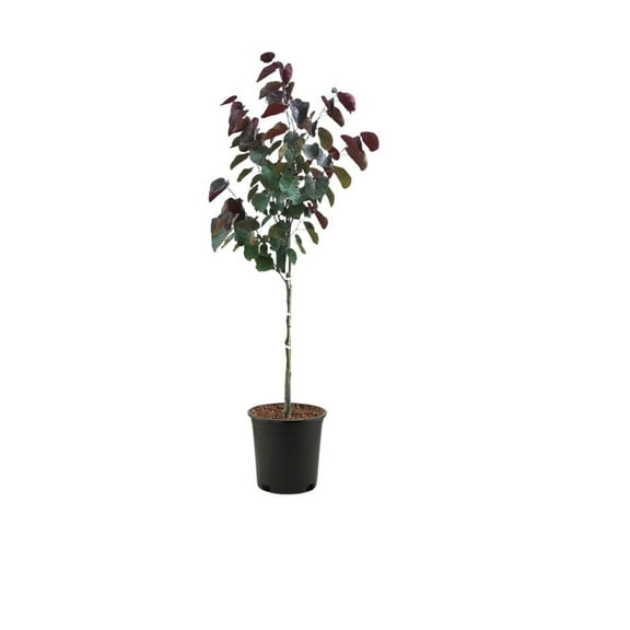 Expert Gardener 2-3 ft. tall Forest Pansy Redbud Live Tree in 5-Gallon Grower Pot