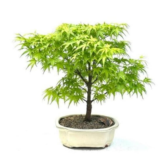Bonsai Boy of   York c2058 15-16 in. Acer Palmatum Sharps Pygme Japanese Maple Bonsai Tree