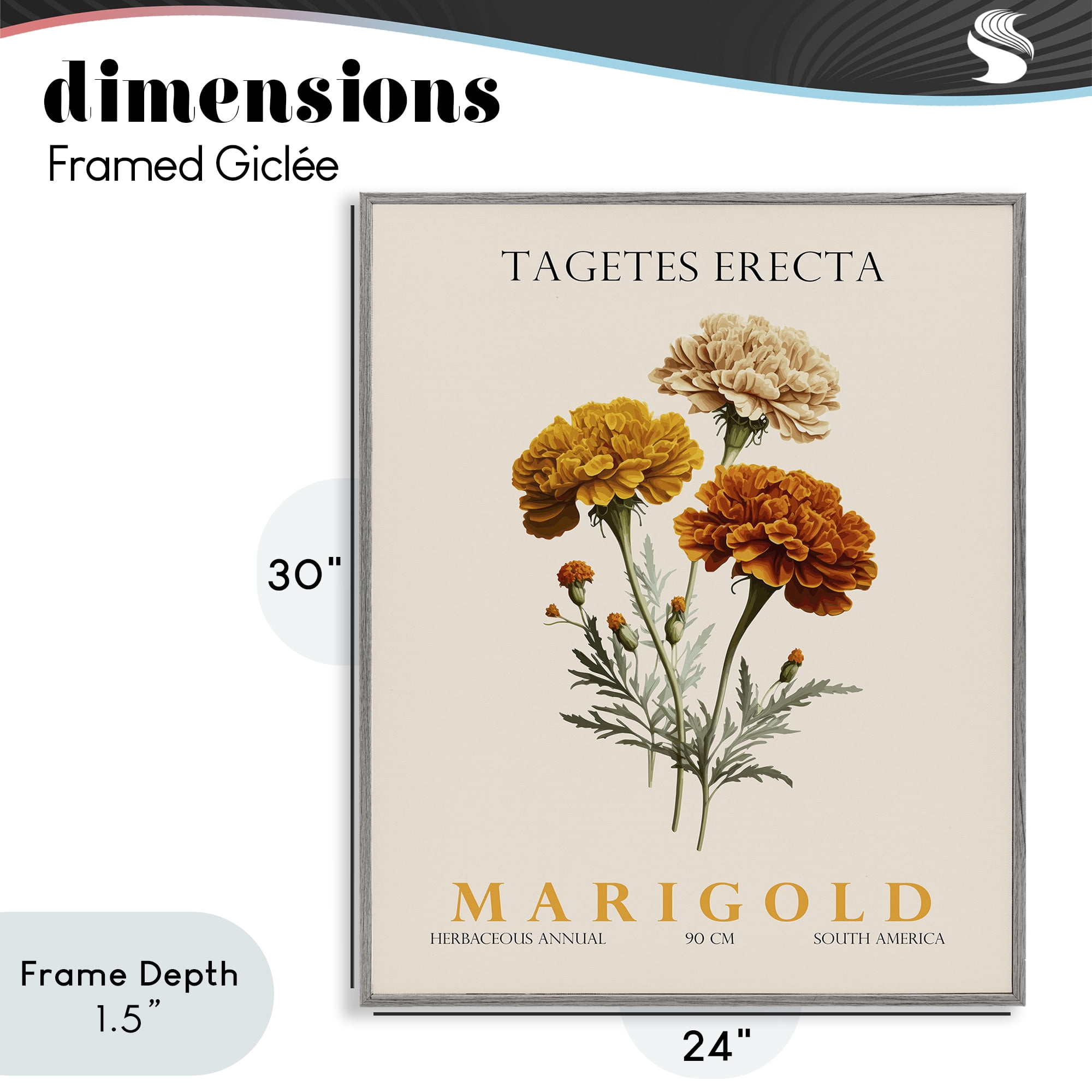 Stupell Industries Natural Marigold Bundle Gray Framed Giclee Art, design by Christopher Giampietro