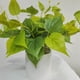 thumbnail image 4 of Wosthever Planta Artificial Verde De Bajo Mantenimiento Y Fácil De Cuidar Para Espacios Interiores Y Exteriores Elegante Decoración, 4 of 6
