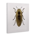 thumbnail image 2 of Stupell Industries Contemporary Beetle Gold Animal Photograph Canvas Art, 30 x 40, by Design Fabrikken, 2 of 7