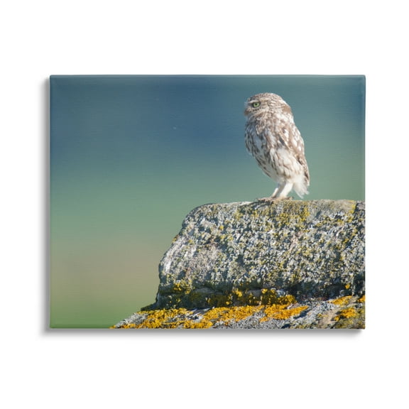 Stupell Industries Small Owl Gazing Thoughtfully Mossy Rock Scenery Photograph Gallery Wrapped Canvas Print Wall Art, Design by James Dobson