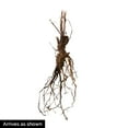 Multi-Color Flowering Delphinium Mixture Dormant Bare Root Perennial ...