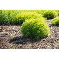 thumbnail image 3 of Direct Gardening Zesty Zinger Coreopsis Dormant Bare Root Flowering Perennial Starter Plant, 3 of 4