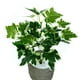 thumbnail image 4 of GOOHOCHY 2 uds hojas de hiedra artificiales ramas plantas decoración de hojas verdes simuladas, 4 of 8