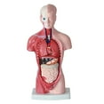 thumbnail image 2 of Modelo de La Anatomía Del órgano Del Cuerpo Del Torso para El Aprendizaje de La de Las Ciencias Médicas, 2 of 9