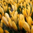 thumbnail image 4 of Yellow Mammoth Crocus Flower Bulbs - 10 Bulbs per Pack - Naturalizing - Perennializing - Easy to Grow Live Plants - Outdoor Garden, 4 of 8