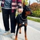 thumbnail image 4 of Doberman Dog Harness Collar Leash Set Walking Pet Vest Harnesses for Medium Large Dogs German Shepherd mascotas Chain Supplies ShopWise Round, 4 of 12