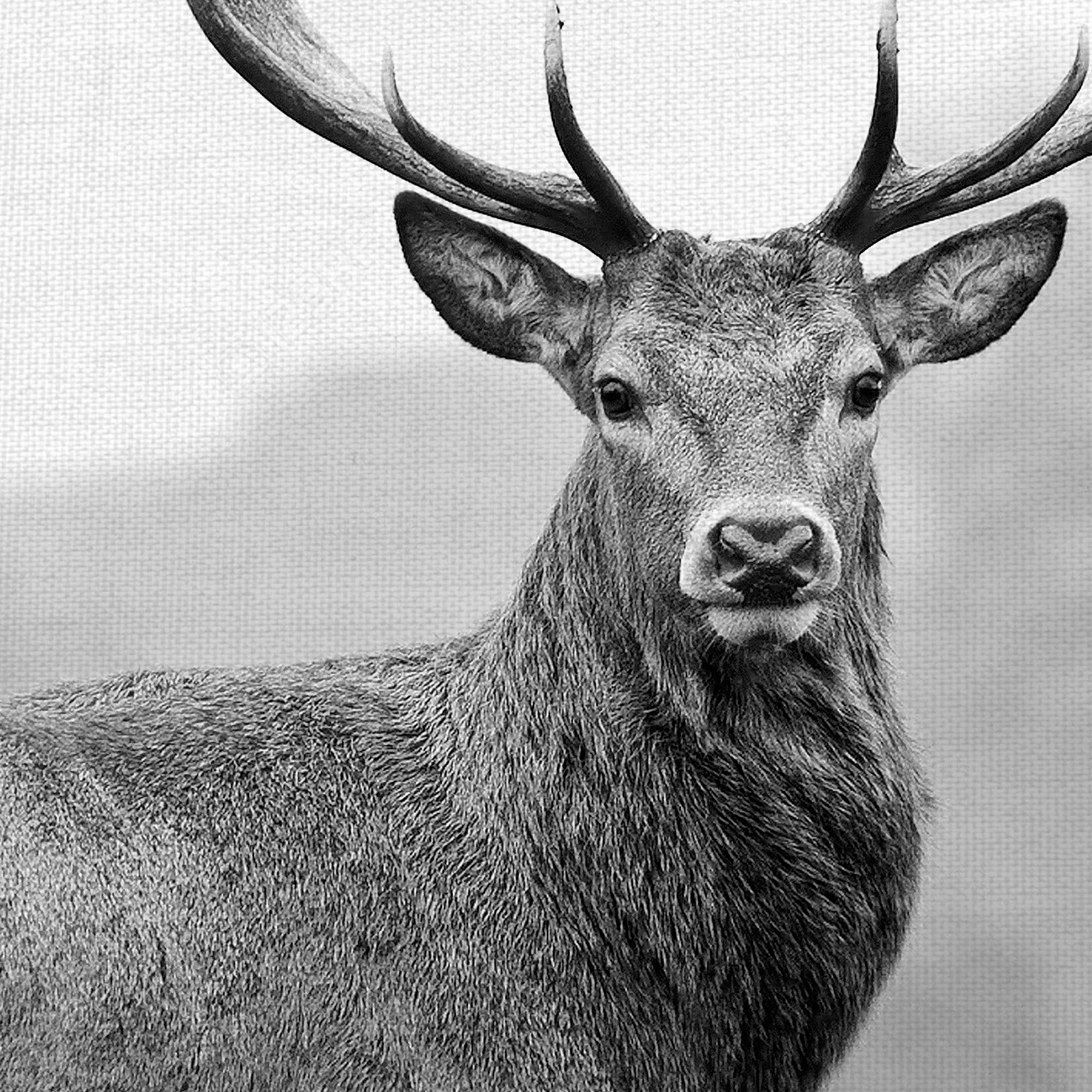 Masterpiece Art Gallery Proud Deer By PhotoINC Studio Canvas Art Print 30" x 30"