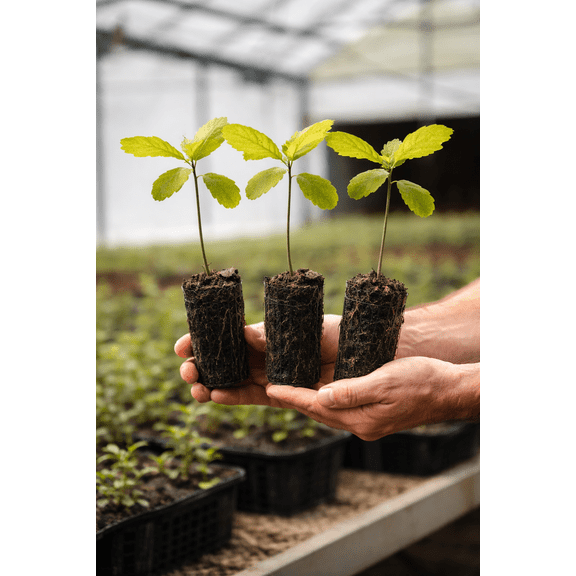 CZ Grain Bur Oak Seedling Live Plant 3 Count, Easy to Grow