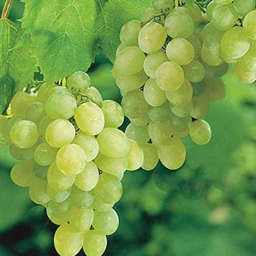 Pixies Gardens Thompson Seedless Grape Vine Plant - White Green Grape - Growing Vines - 1 Gallon