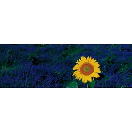 France Provence Suze-La-Rouse sunflower in lavender field Canvas Art - Panoramic Images (18 x