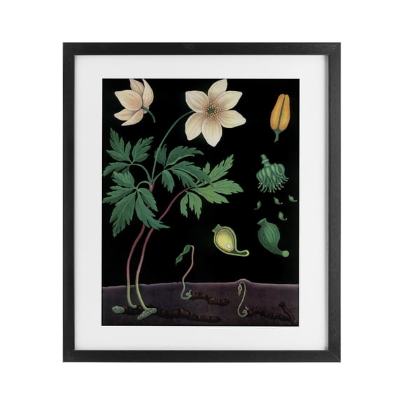 Stupell Industries Sprouting Wildflower Illustrations Black Framed Print Under Glass, design by Vintage Hustle