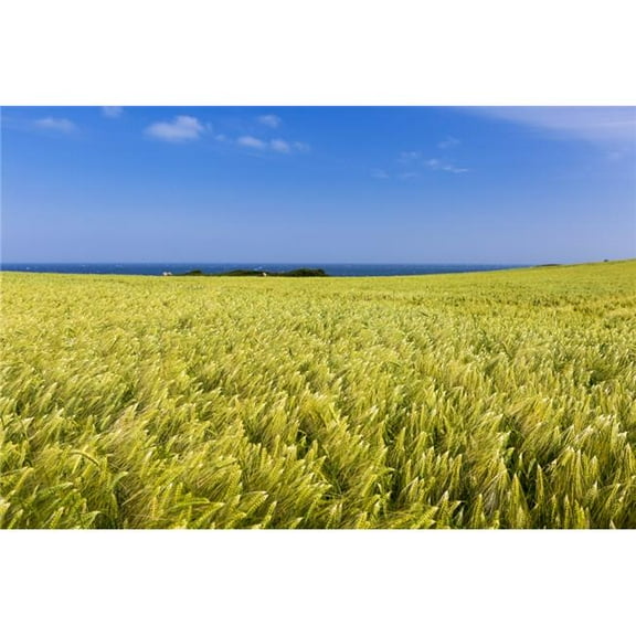 Posterazzi  Barley Field with Blue Sky & The Sea in The Distance - Brittany France Poster Print