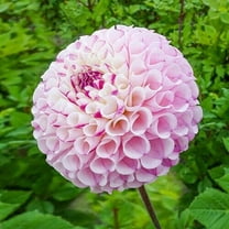 25 Chimacum Dahlia Seeds