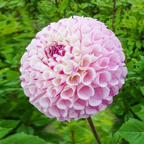 25 Chimacum Dahlia Seeds