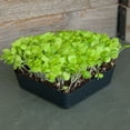 thumbnail image 4 of Lettuce Microgreens Seeds - 25 Lb Bulk ~10M Seeds - Grow Non-GMO Micro Lettuce & Baby Salad Greens - Premium Seeds - High Germination Rate, 4 of 4