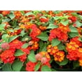 thumbnail image 6 of Lantana Dallas Red  30 Live Plants  Lantana Camara  Flowering Perennial  Garden Colorful Bloom  Hardy Outdoor Decor  Vibrant Red Flowers, 6 of 8