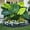 D, variant on Elephant ear Planting-Easy to Grow, Perfect for Garden Stakes, Home Decoration, Gifting Choice(Acclimated, Non-Artificial)