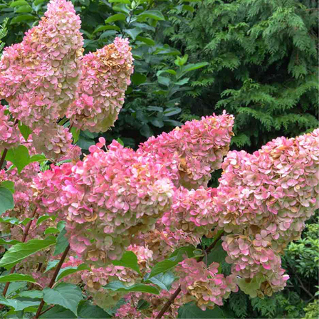 Phantom Hydrangea Tree Live Plant 3-5 Inch, Hardy Panicle Hydrangea, White Pink Blooms for Garden or Patio