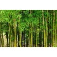 thumbnail image 3 of CHL-30 0+ Graines de Bambou Vert Géant pour Plantation - Écran de Confidentialité à Croissance Rapide, Résistant et Écologique pour l'Hiver, 3 of 4