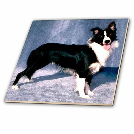 Tales Border - 3dRose Border Collie - Ceramic Tile, 8-inch