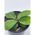 thumbnail image 5 of Homalomena Selby, 4 inch, Variegated Queen of Hearts, Shield Plant, 5 of 9