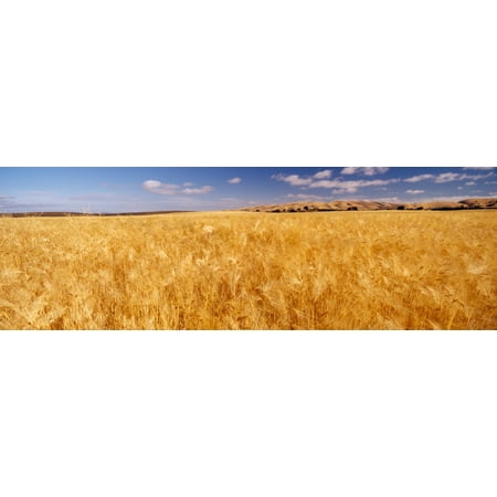 Barley crop growing on field California USA Poster Print by Panoramic (Best Crops To Grow In California)