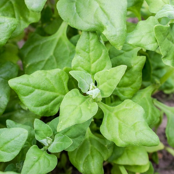 Spinach Garden Seeds - New Zealand - 1 Lb - Non-GMO Vegetable Gardening Seeds - Tetragonia tetragonoides