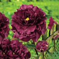 thumbnail image 2 of 10+ Rare Seeds| Black Beauty Peony Seeds #B032 [BUY 3 GET 1 FREE], 2 of 3