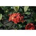 thumbnail image 4 of Ixora Maui Red I 3 Large Gallon Size Plants I Rubiaceae Ixora Coccinea  Live Lush Red Cluster Blooms, Heat and Drought Tolerant, Ideal for Tropical and Subtropical Gardens, 4 of 8
