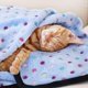 thumbnail image 5 of Manta suave y esponjosa para mascotas, con bonito patrón de lunares, manta cálida y acogedora para gatos, perros, camas pequeñas y grandes, funda para alfombrilla, suministros para mascotas, 5 of 5
